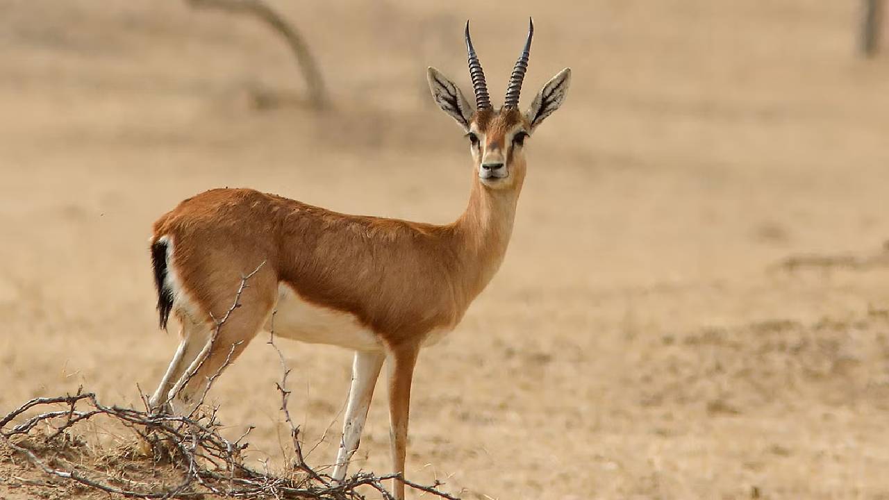 Chinkara: జింక మాంసం వండుకుతిన్న వేటగాళ్లు.. బిష్ణోయ్ వర్గం ఆగ్రహం