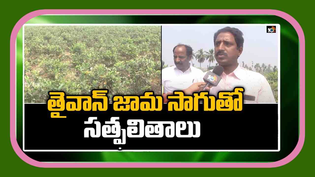 Taiwan Guava : సెమీ ఆర్గానిక్ పద్ధతిలో తైవాన్ జామ సాగు….అంతర పంటలతో నిరంతర ఆదాయం