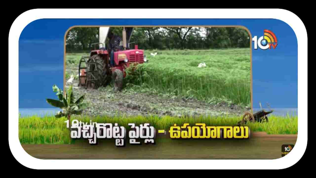 Green Manure Cultivation : పచ్చిరొట్ట పైర్ల సాగుతో పెరగనున్న భూసారం.. దిగుబడులు పెరిగే అవకాశం