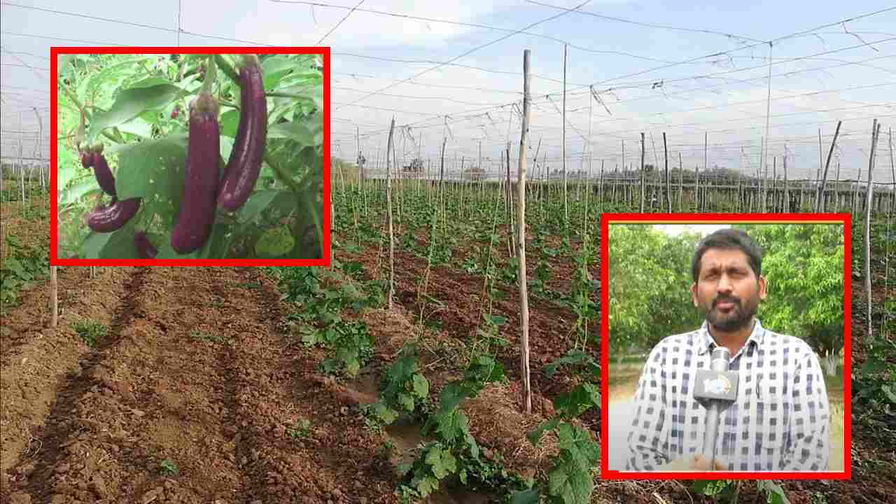 Cultivation Of Vegetables : వేసవిలో కూరగాయల సాగు, రైతులు పాటించాల్సిన మెళుకువలు !