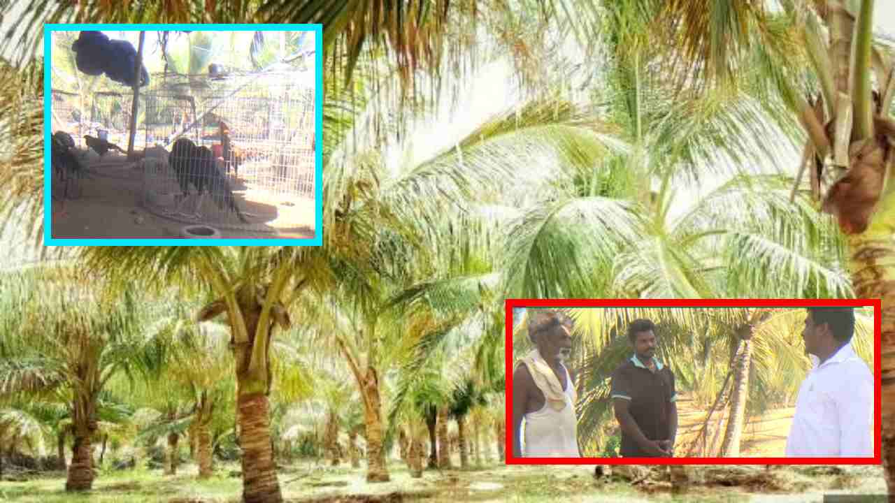 Sameekrutha Vyavasayam : కొబ్బరితో పాటు చేపలు , కోళ్లు పెంచుతున్న ఏలూరు జిల్లా రైతు