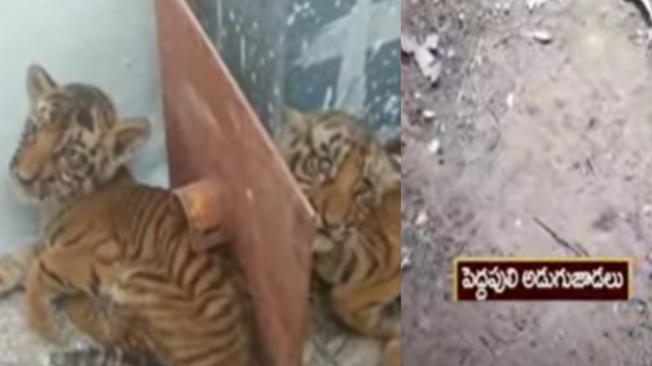 Tiger Nandyala : నంద్యాల జిల్లా కొత్తపల్లి మండలంలో కనిపించిన పెద్దపులి