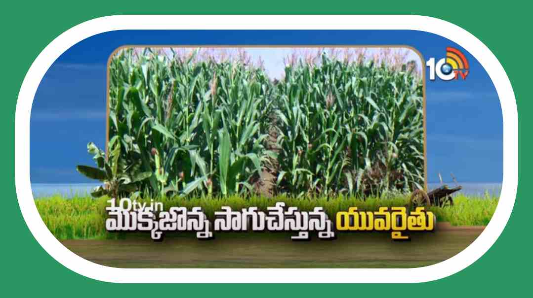 Maize Farming : రైతుకు మంచి అదాయవనరుగా మొక్కజొన్నసాగు !