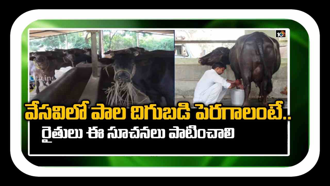 Summer Management : వేసవిలో పాడిపశువుల సంరక్షణ… అధిక పాల దిగుబడి కోసం చేపట్టాల్సిన మెళకువలు