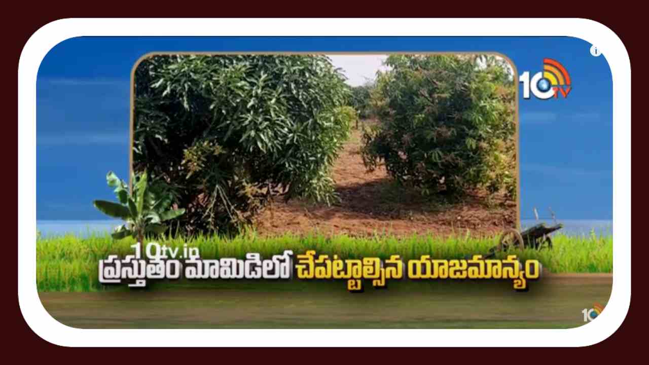 Mango Farming : మామిడిలో కాయ,పిందె దశలో చేపట్టాల్సిన యాజమాన్యచర్యలు!