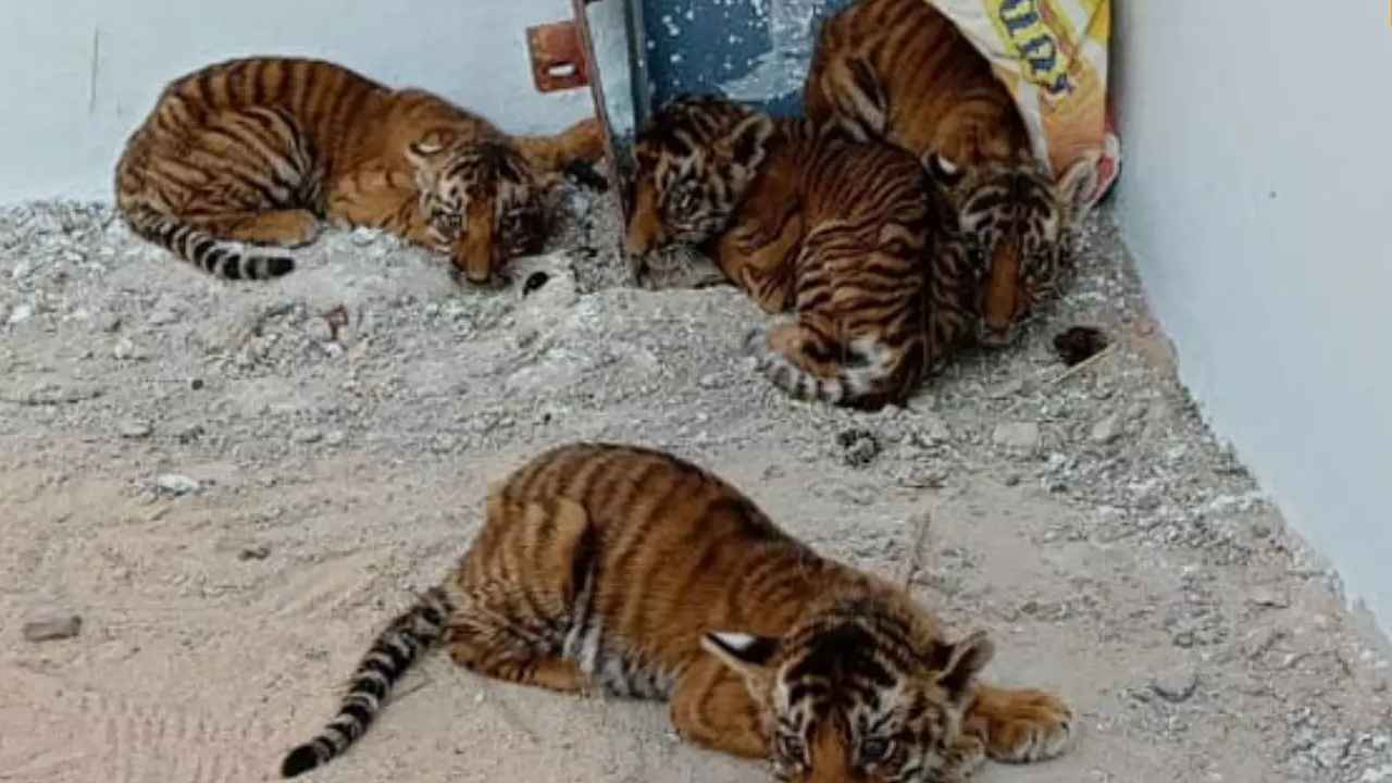 Nandyala Tiger Issue : ముగిసిన ఆపరేషన్ టైగర్.. దొరకని తల్లి పులి జాడ, తిరుపతి జూకి 4 పులి కూనలు