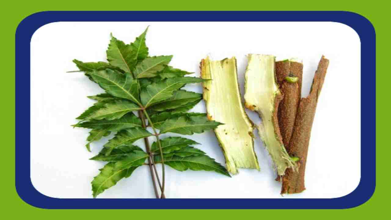Neem bark and leaves : చుండ్రు సమస్యను సులభంగా తొలగించే వేపబెరడు,ఆకులు