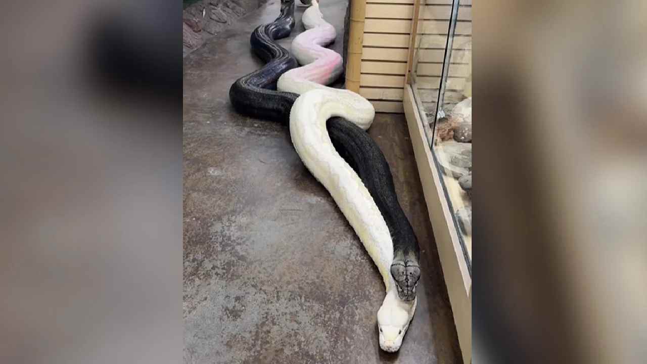 Viral Video: వామ్మో.. రెండు భారీ కొండ చిలువల తోకలను పట్టుకునిలాగిన వ్యక్తి