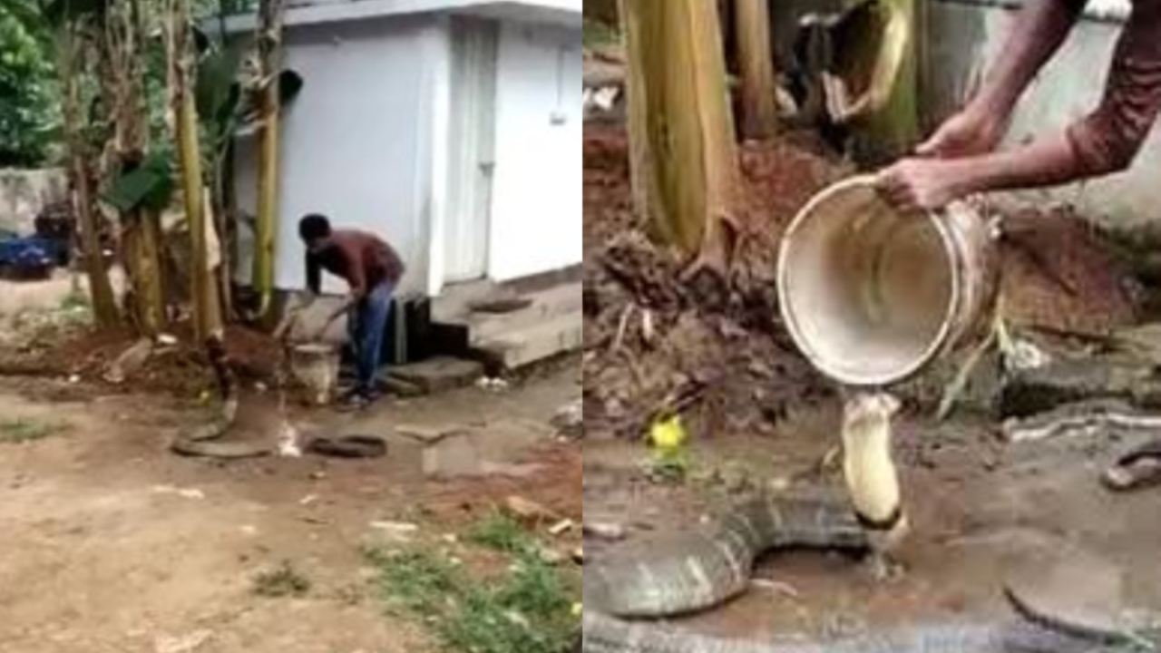 A man feeds water to a cobra : కోబ్రా దాహం తీర్చడానికి ప్రాణాలకు తెగించాడు..