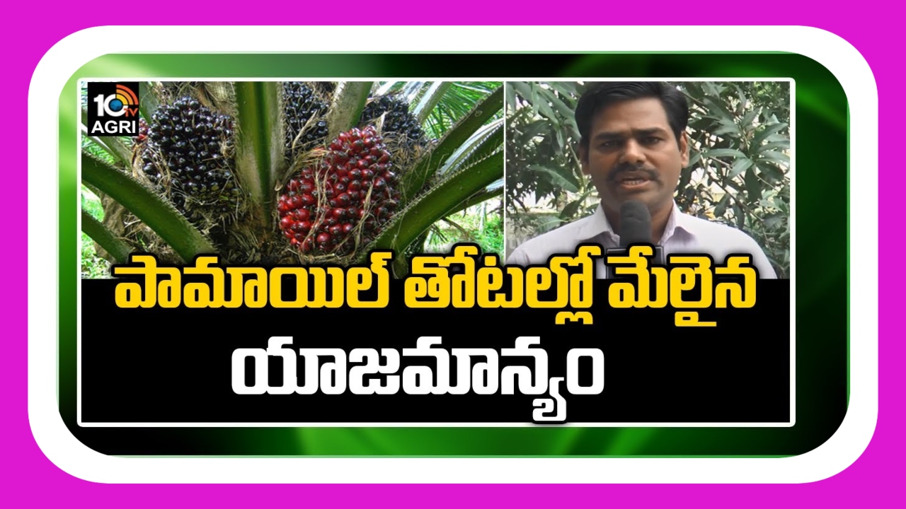 Oil Palm Farming : ఆయిల్ పామ్ తోటల్లో మేలైన యాజమాన్యం.. అధిక దిగుబడులకు శాస్త్రవేత్తల సూచనలు