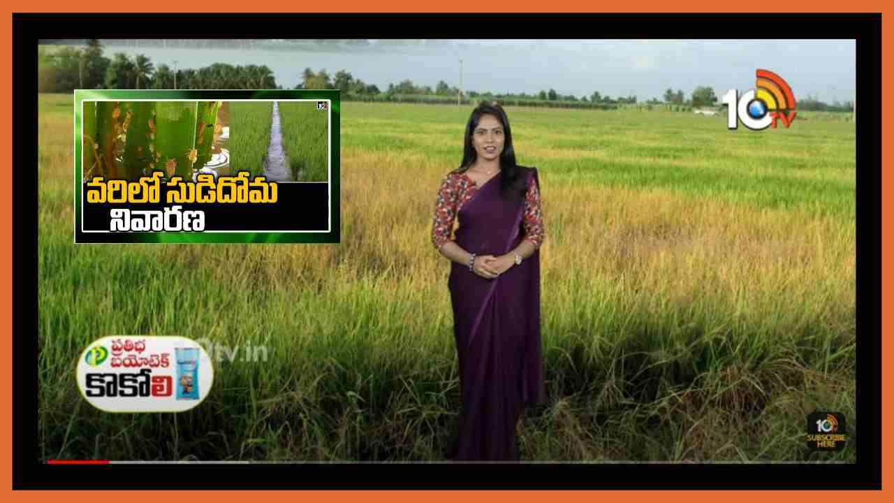 Paddy Cultivation : వరిలో కాండంతొలుచు పురుగు, సుడిదోమ ఉధృతి… నివారణకు సమగ్ర సస్యరక్షణ చర్యలు