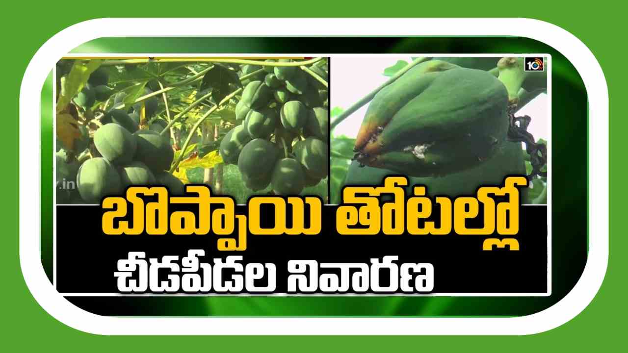 Papaya Cultivation Techniques : బొప్పాయిలో చీడపీడల బెడద – నివారణకు శాస్త్రవేత్తల సూచనలు