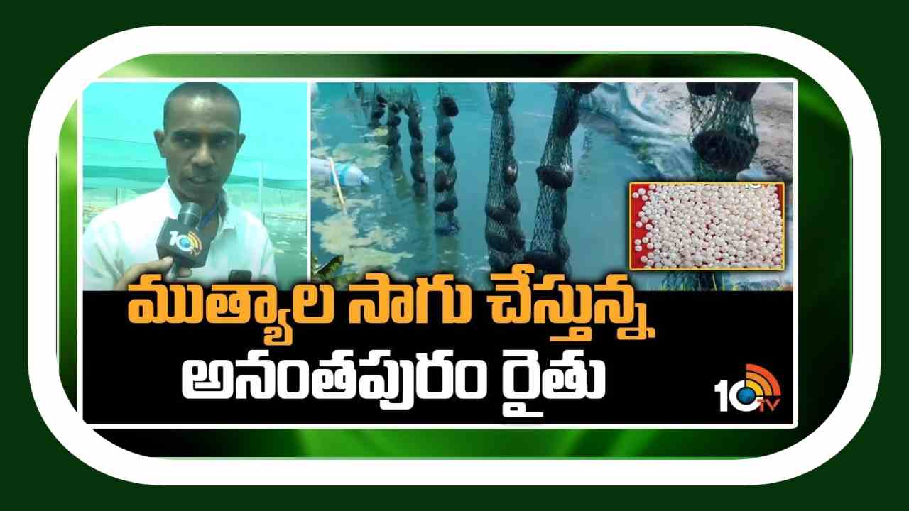 Pearl Cultivation : ముత్యాల సాగుచేపట్టి లాభాలు పొందుతున్న అనంతపురం రైతు !