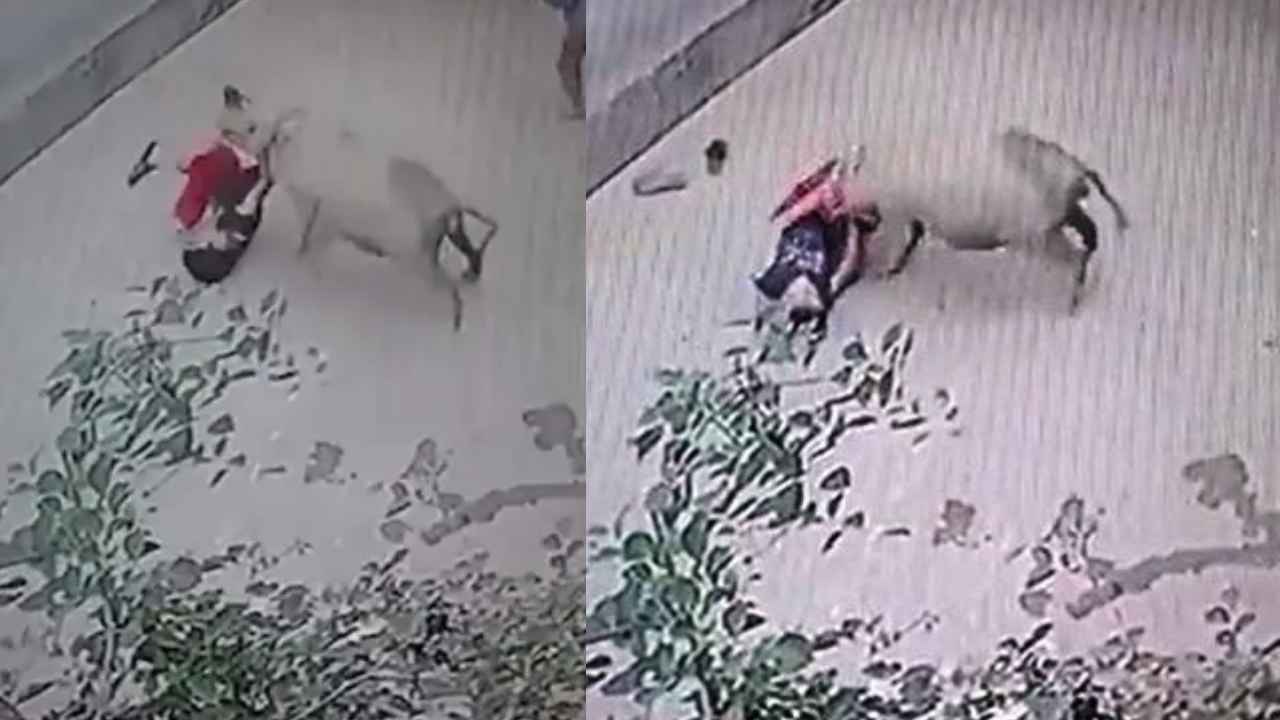 Pig Attacks Kid : షాకింగ్.. ఇంటి ముందు ఆడుకుంటున్న బాలుడిపై పంది దాడి, తీవ్ర గాయాలు.. వీడియో వైరల్