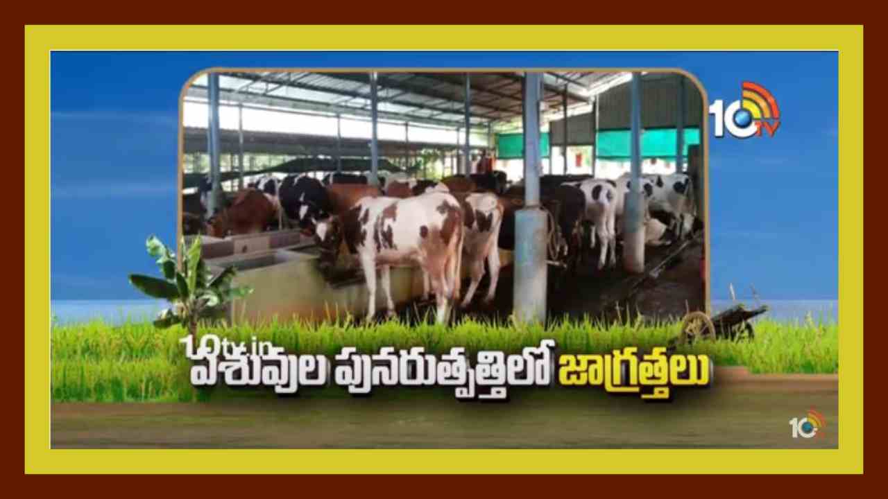 Cattle Reproduction : పశువుల పునరుత్పత్తిలో రైతులు పాటించాల్సిన జాగ్రత్తలు