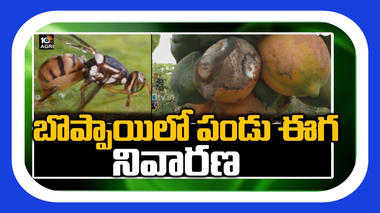 Papaya Crop Cultivation : బోప్పాయిలో పండుఈగ ఉధృతి.. నివారణకు శాస్త్రవేత్తల సూచనలు