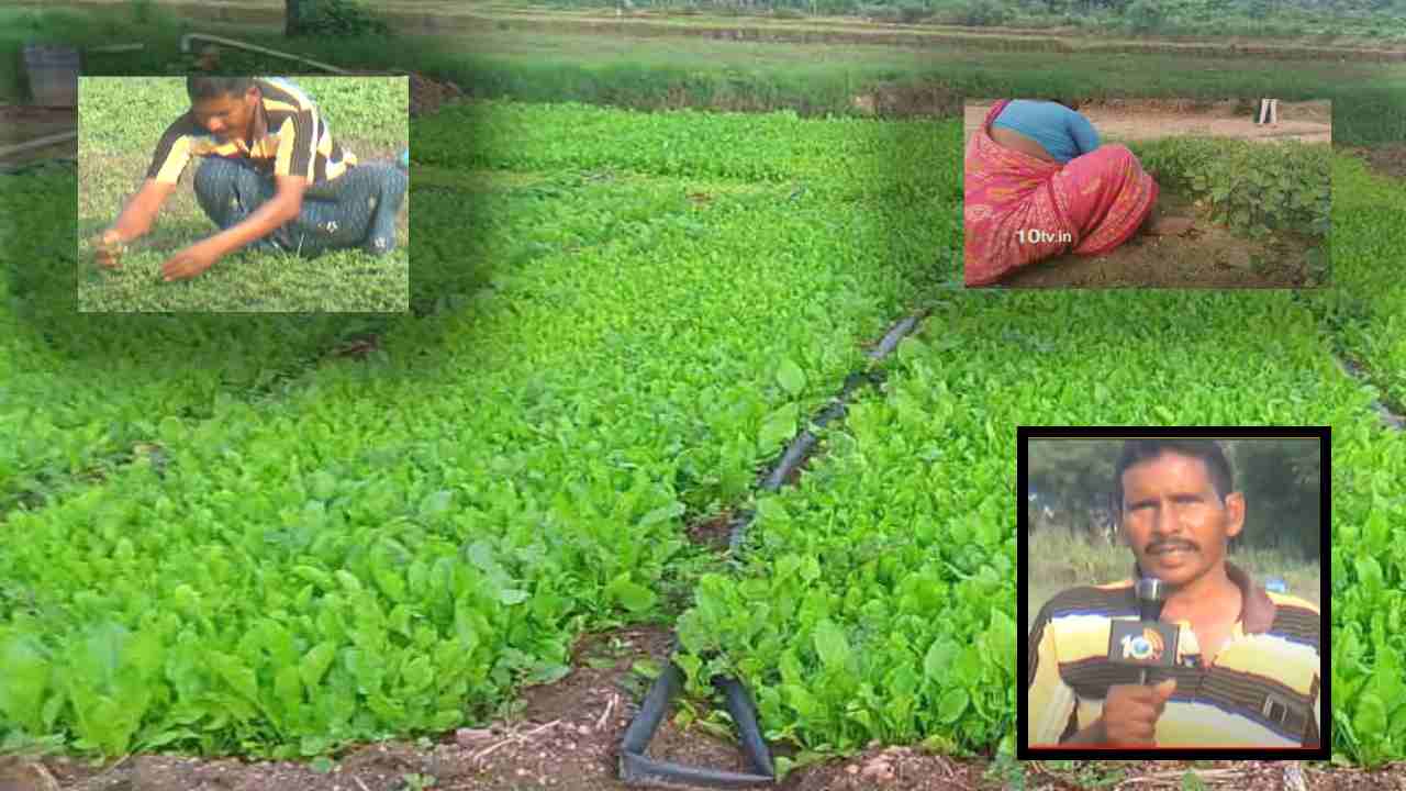 Cultivation of Leafy Vegetables : ఏడాది పొడవున ఆకు కూరల సాగుతో నిత్యం ఆదాయం పొందుతున్న రైతులు