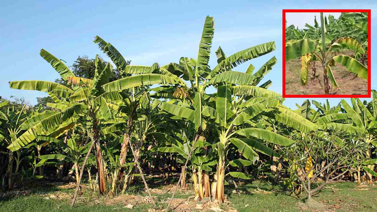Zinc Deficiency In Banana : అరటిలో జింకుదాతు లోపం నివారణకు శాస్త్రవేత్తల సూచనలు