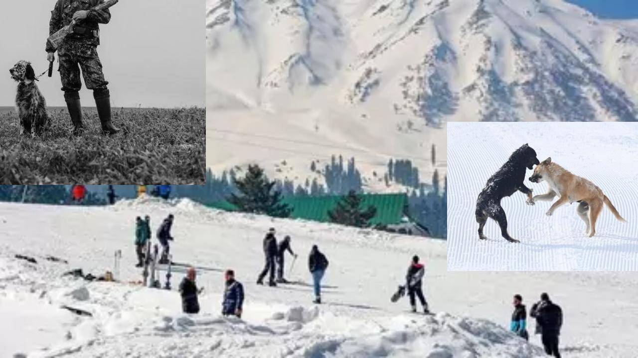 Stray Dogs Indian Soldiers : మంచుకొండల్లో భారత సైనికులకు సహాయంగా వీధి కుక్కలు .. ఆర్మీని అప్రమత్తం చేస్తున్న స్ట్రీట్ ఫ్రెండ్స్