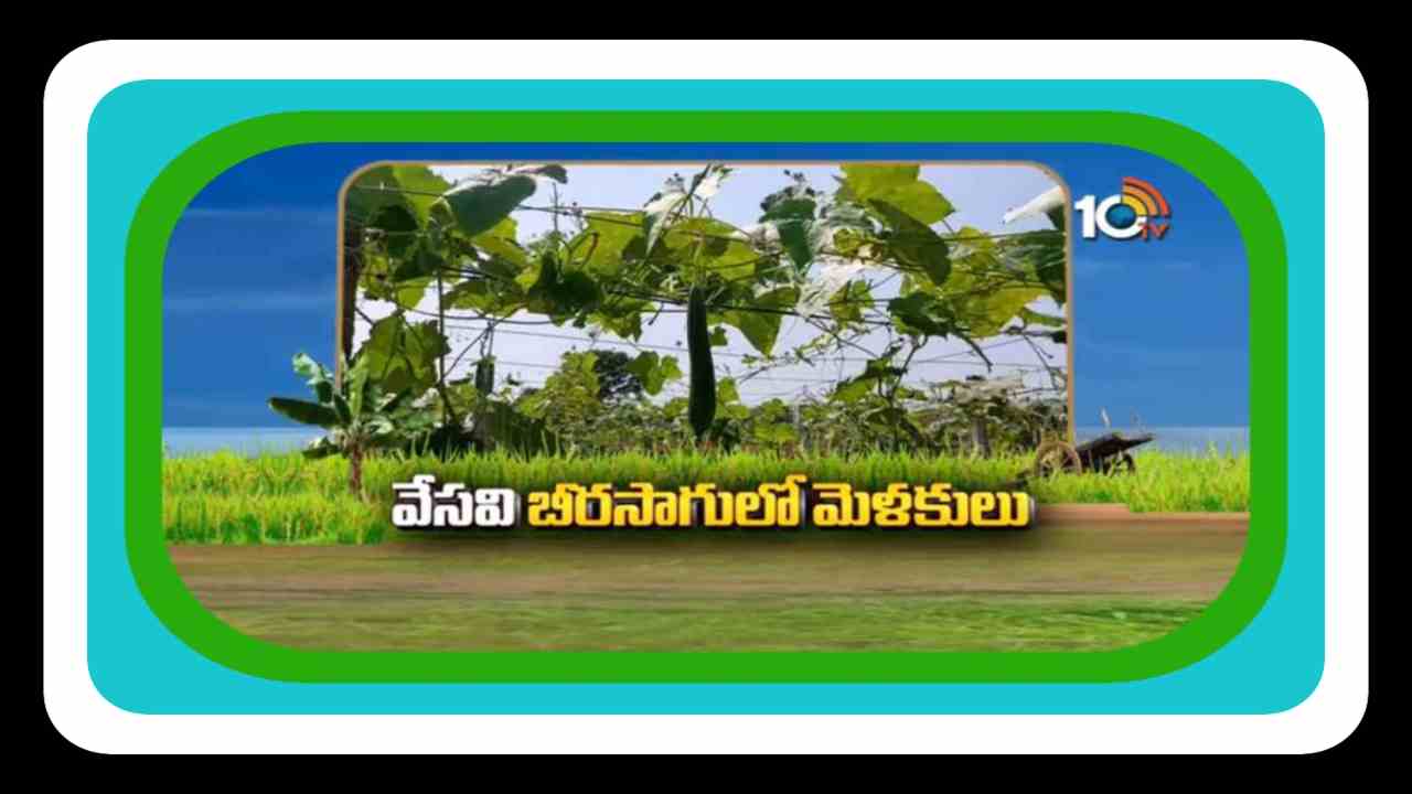 Ridge Gourd Cultivation : వేసవి బీరసాగులో పాటించాల్సిన మెళకువలు !