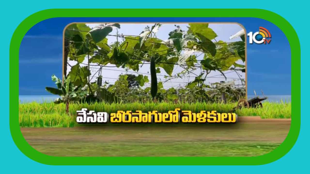 Ridge Gourd Cultivation : వేసవి బీరసాగులో మెళకువలు…రైతులు పాటించాల్సిన యాజమాన్యపద్ధతులు