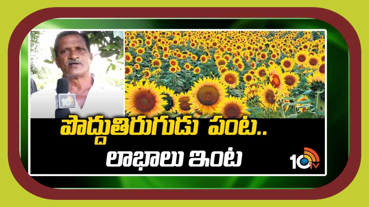 Sunflower Seed Production : రైతులకు ఆశాజనకంగా పొద్దుతిరుగుడు విత్తనోత్పత్తి !