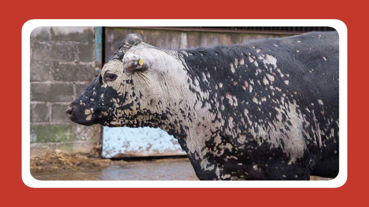 Cattle Diseases : పాడిపశువుల్లో గొంతువాపు వ్యాధి…నివారణ చర్యలు