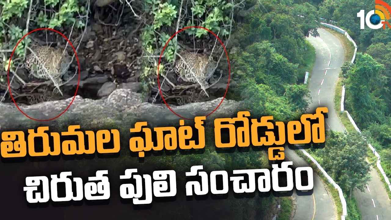 Tirumala Leopard : తిరుమలలో చిరుత సంచారం.. భయాందోళనలో భక్తులు