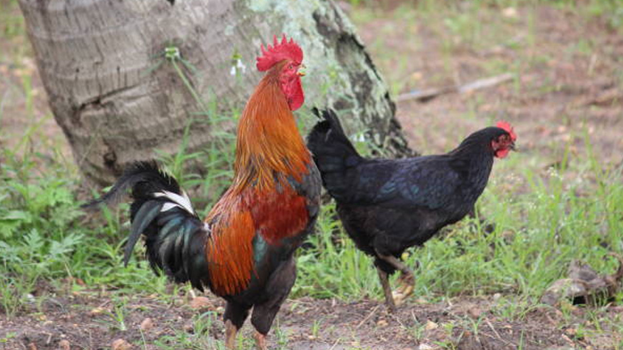 Chicken Arrested: వ్యక్తి మృతి కేసులో కోడి అరెస్టు, తొందరలోనే కోర్టు ముందు హాజరు