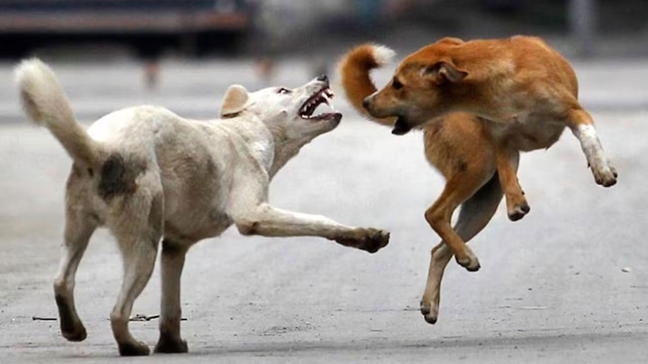 Stray Dog Attack: రాజధానిలో దారుణ ఘటన.. వీధి కుక్కల దాడిలో ఇద్దరు చిన్నారులు మృతి