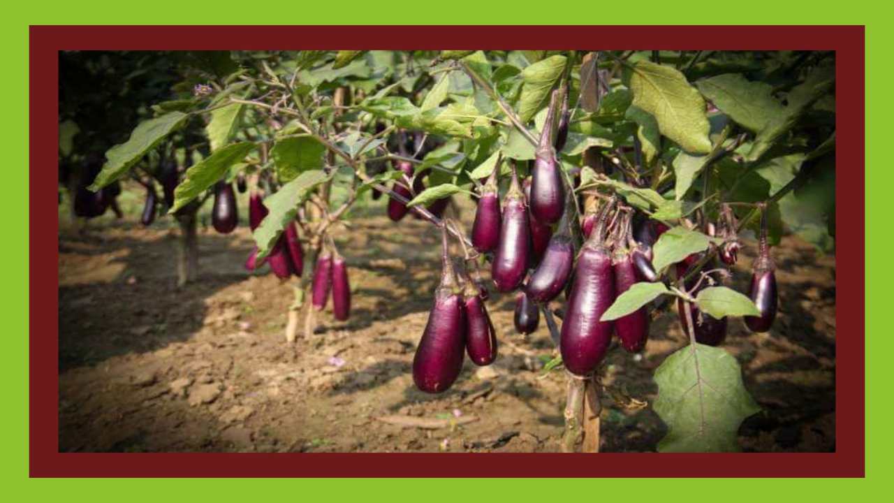 brinjal : వంగలో మొవ్వ, కాయతొలచు పురుగు నివారణ చర్యలు