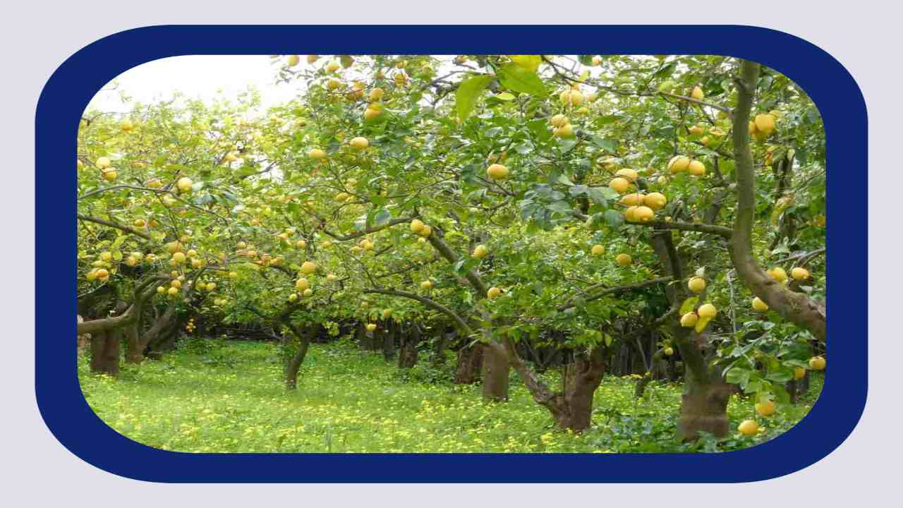 Lemon Farming : నిమ్మతోటల్లో రైతులు అనుసరించాల్సిన ఎరువుల యాజమాన్యం !