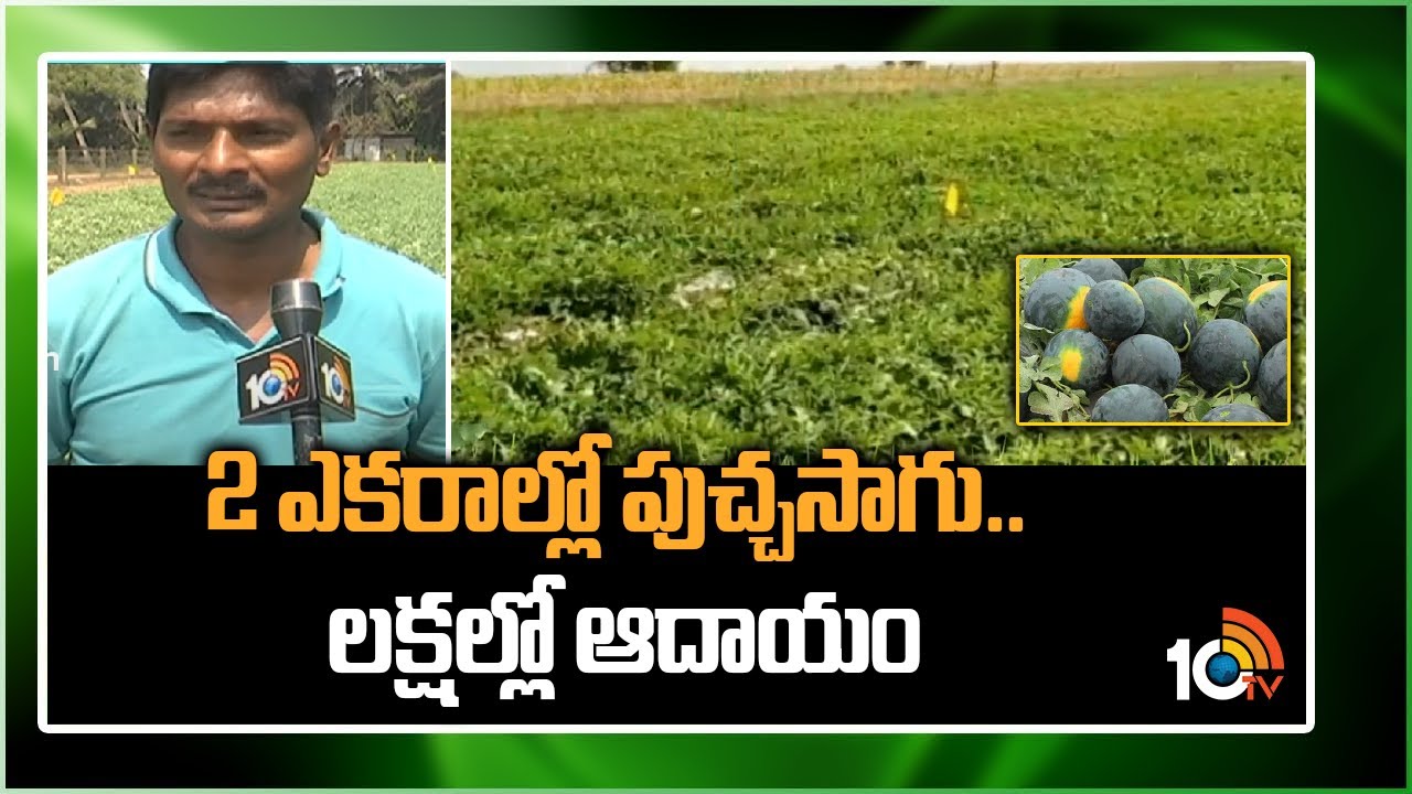 Watermelon Cultivation : పుచ్చసాగుతో నికర ఆదాయం పొందుతున్న కోనసీమ జిల్లా రైతు