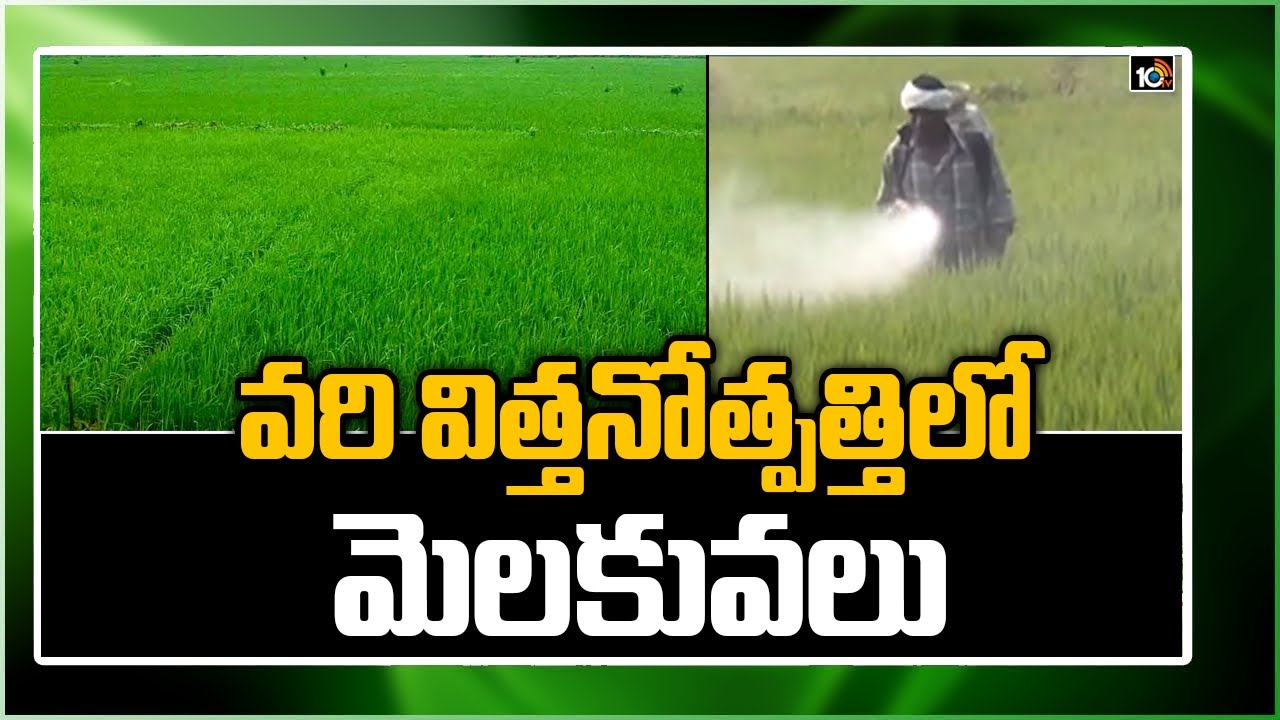 Seed Quality : విత్తనం నాణ్యత, జన్యు స్వచ్చతపైన పంట దిగుబడులు.. రైతు స్థాయిలో విత్తనోత్పత్తికి సూచనలు