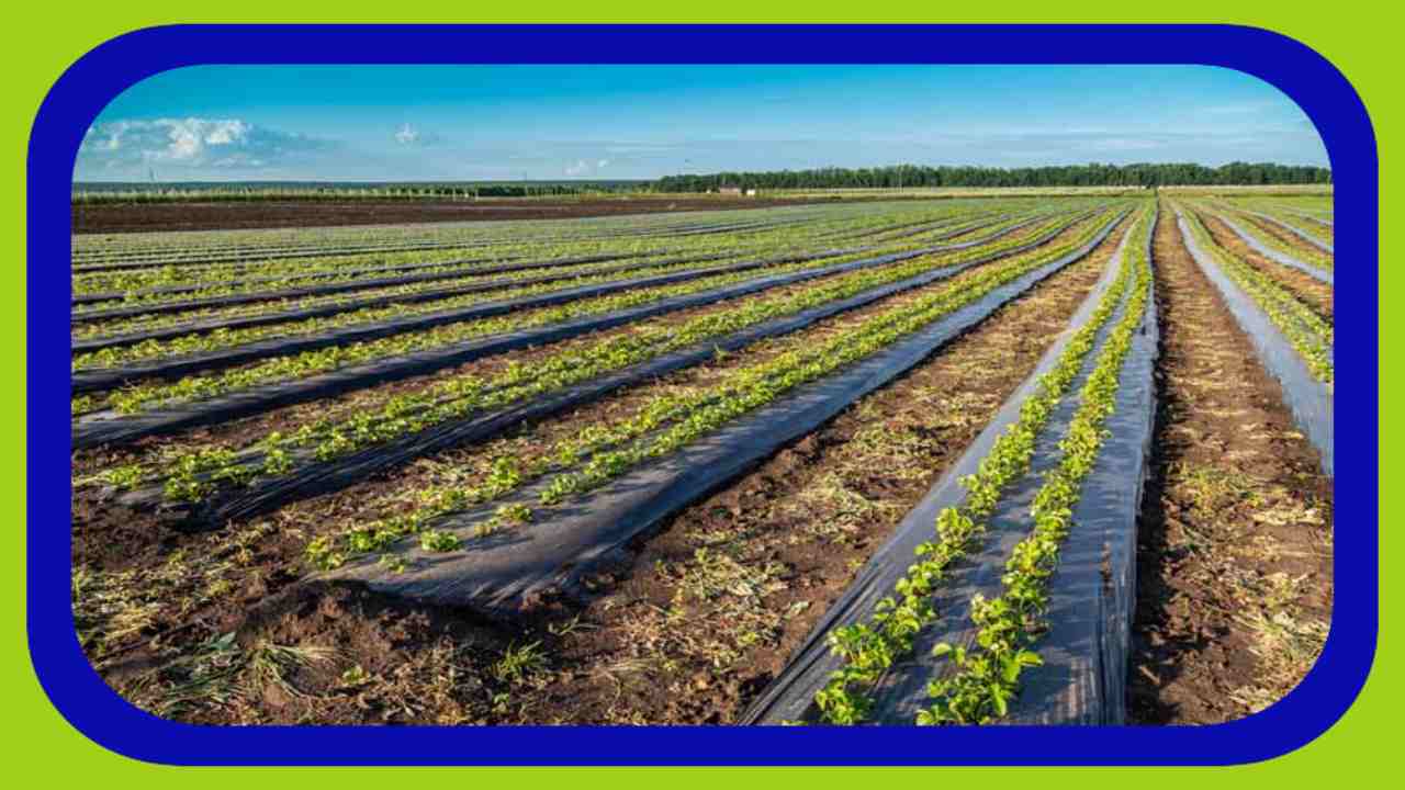 Benefits Of Mulching : వ్యవసాయ సాగులో మల్చింగ్ ప్రాధాన్యత, కలిగే లాభాలు