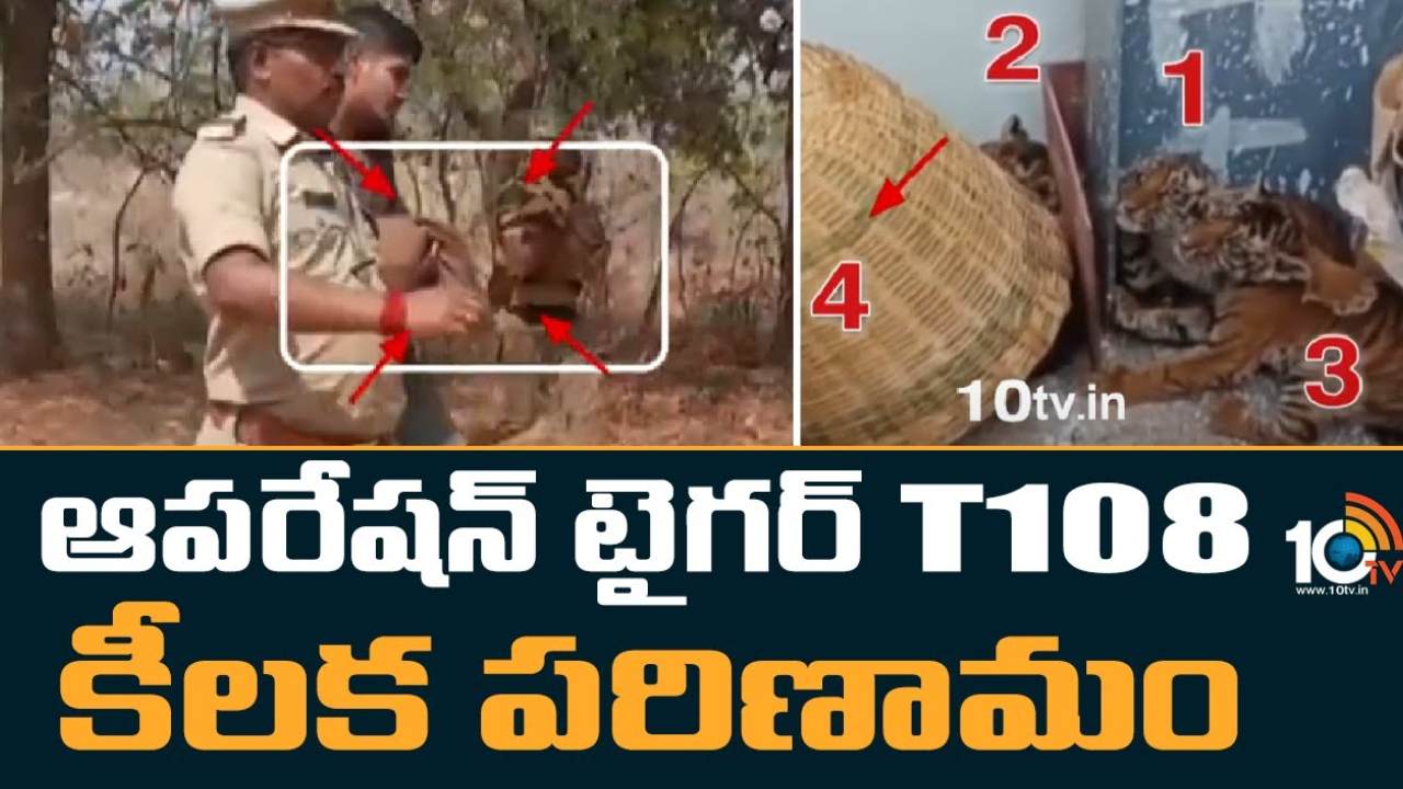 Operation Tiger T108 : నంద్యాల జిల్లా ‘ఆపరేషన్ టైగర్ T108’లో కీలక పరిణామం.. పులి పిల్లలను అటవీప్రాంతంలోకి తరలించిన అధికారులు