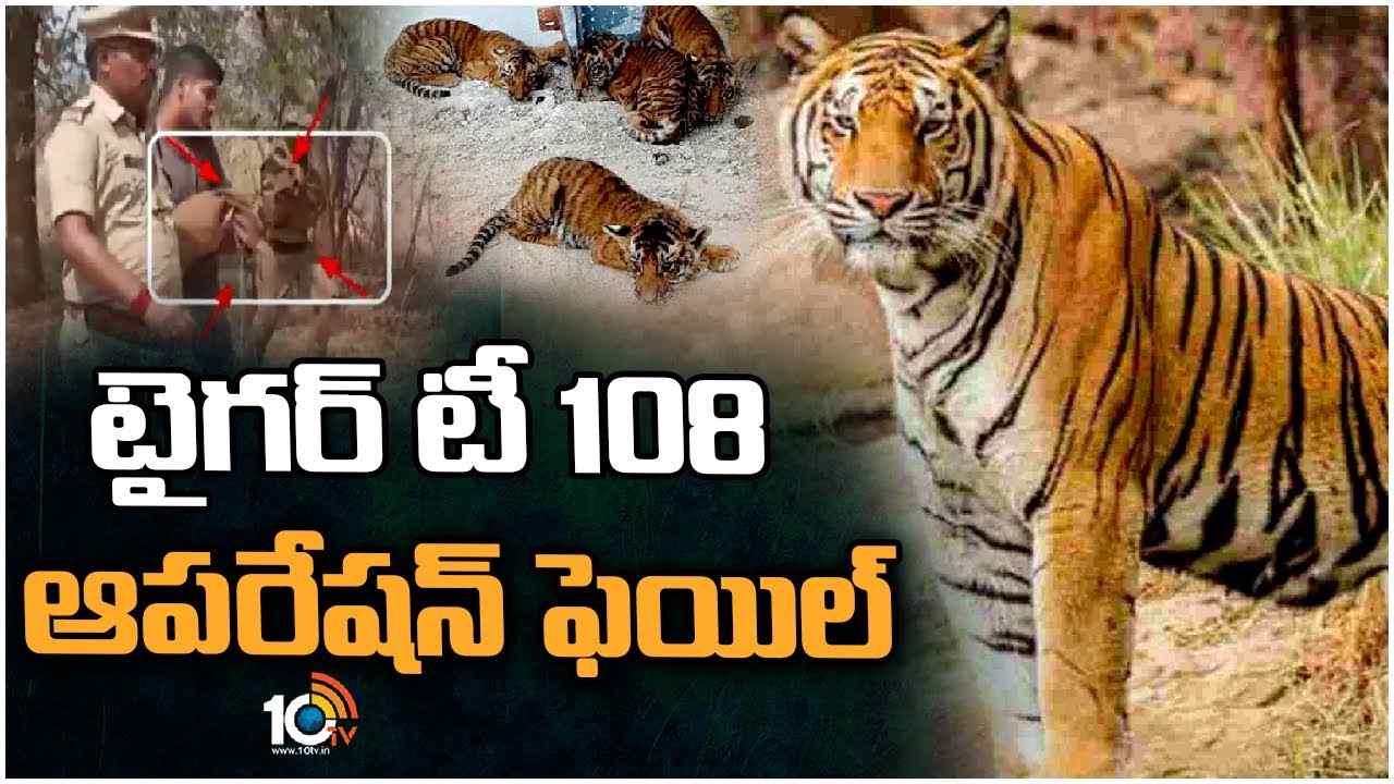 Nandyal District Tiger T108 Operation Fail : టైగర్ టీ 108 ఆపరేషన్ ఫెయిల్