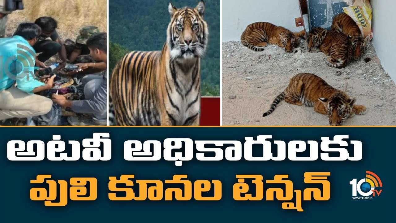Tiger Cubs Found At Nandyal : అటవీ అధికారులకు పులి కూనల టెన్షన్