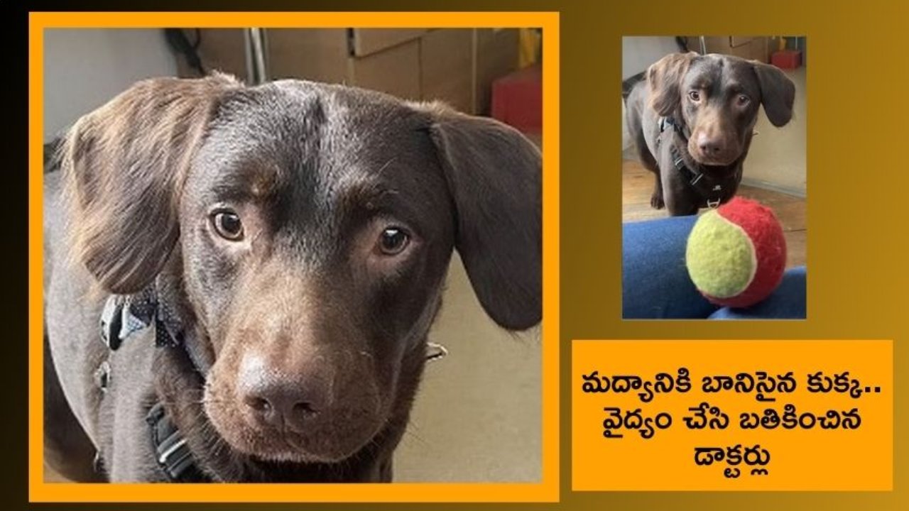Alcoholic Dog : యజమాని మరణం, మద్యానికి బానిసైన కుక్క
