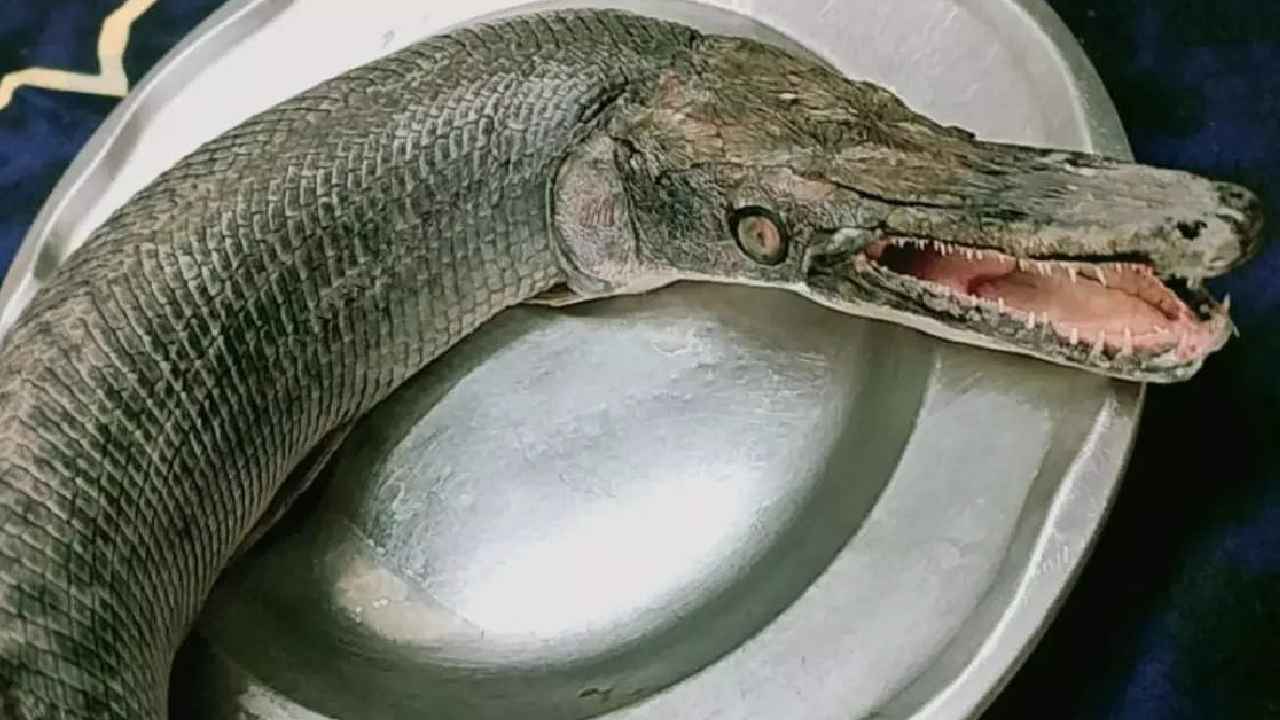 Alligator Gar Fish : బాబోయ్ ఎంత భయంకరంగా ఉందో.. వలకు చిక్కిన వింత చేప, అచ్చం మొసలిలా ఉంది