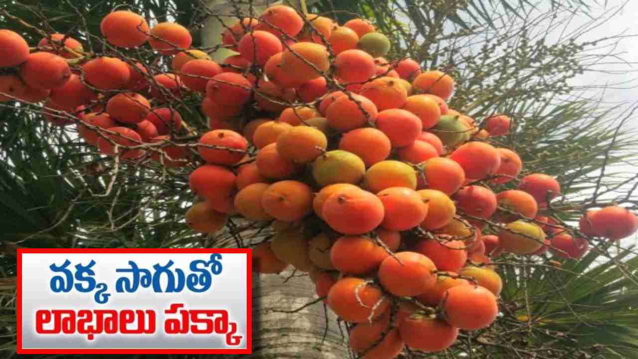 Areca nut Cultivation : ఒక్కసారి నాటితే 20 ఏళ్ల వరకు దిగుబడి.. వక్కసాగుతో లాభాలు పక్కా