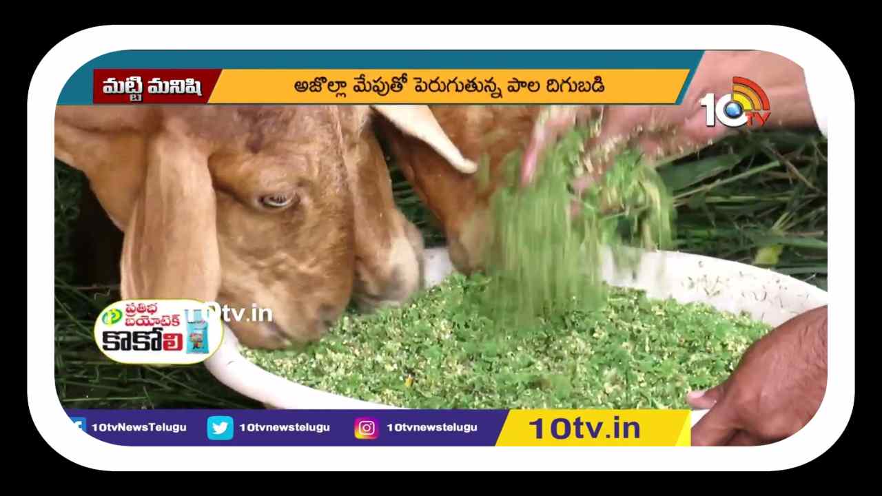 Azolla Cultivation : పాడిపశువవులు, కోళ్లు, జీవాలకు మేతగా అజొల్లా.. అజొల్లా సాగుతో తగ్గనున్న పశుగ్రాసం ఖర్చు
