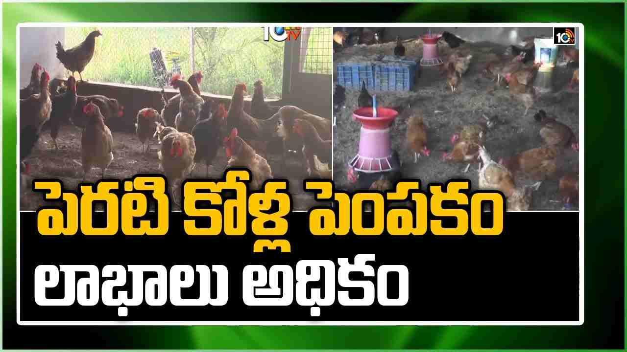 Backyard Poultry Farming : స్వయం ఉపాధి మార్గంగా  పెరటి కోళ్ల పెంపకం