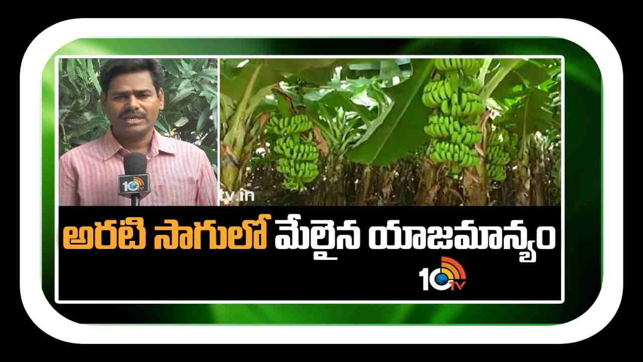 Banana Cultivation : అరటిసాగులో అనువైన రకాలు, పిలకల ఎంపిక.. మొక్కల నాటులో సమగ్ర యాజమాన్యం