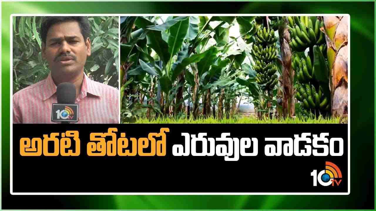 Banana Plantation : అరటిసాగులో ఎరువుల యాజమాన్యం.. అధిక దిగుబడులకు శాస్త్రవేత్తల సూచనలు