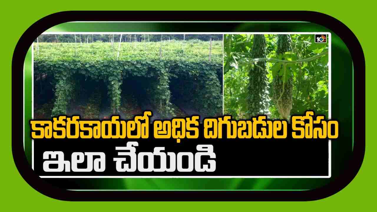 Bitter Gourd Cultivation : పందిరి కాకర సాగుతో.. అధిక లాభాలు పొందుతున్ననెల్లూరు జిల్లా రైతు