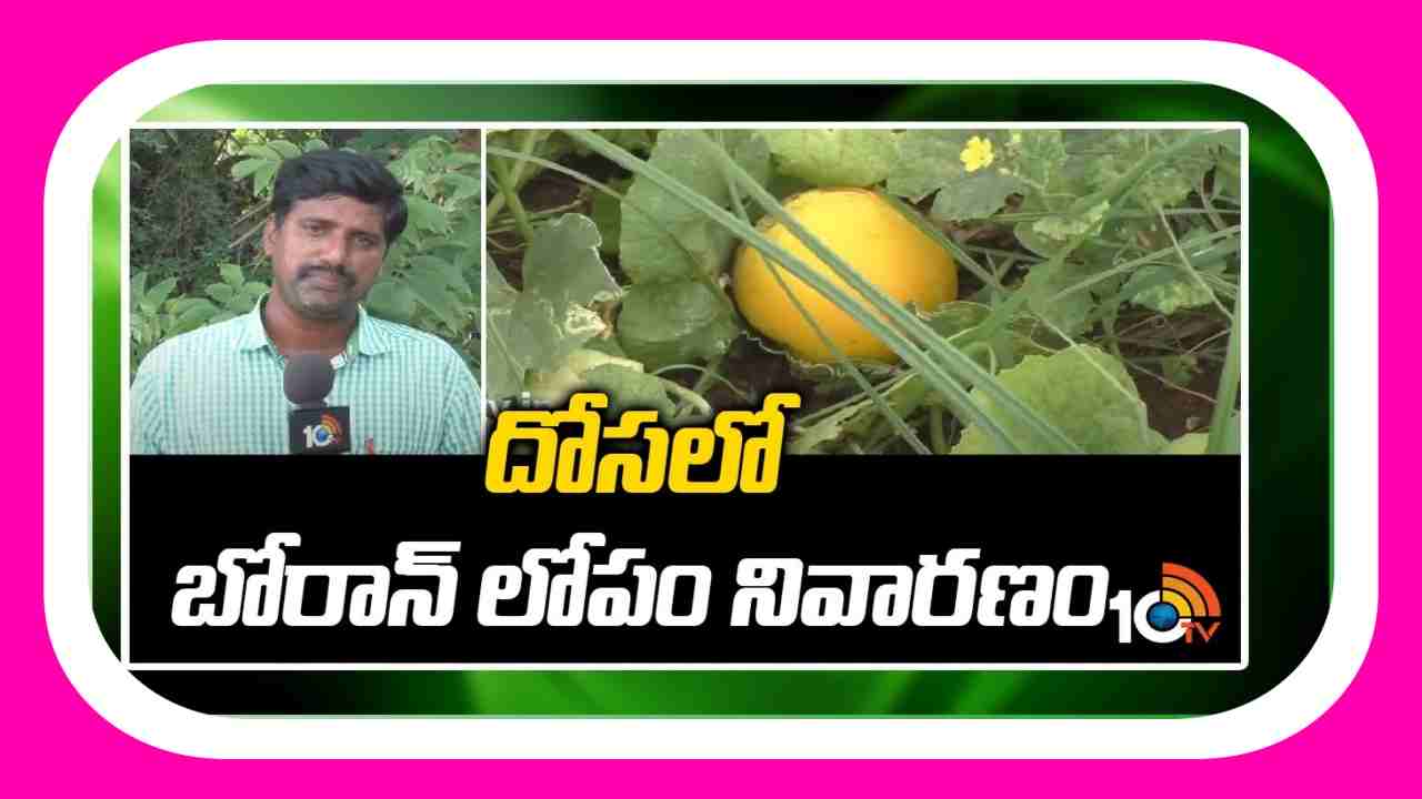 Cucumber Crop : దోసతోటలో బోరాన్ లోపం నివారణ