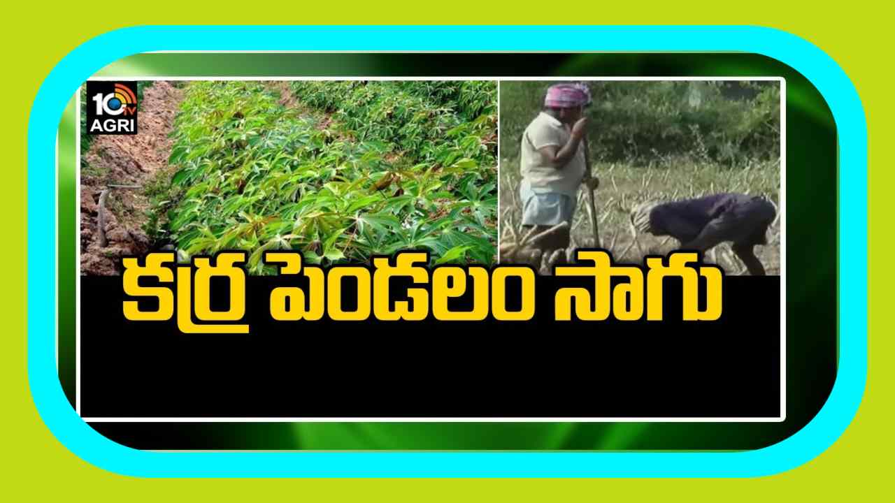 Cassava Cultivation : వర్షాధారంగా కర్రపెండలం సాగు.. మేలైన యాజమాన్య చర్యలు