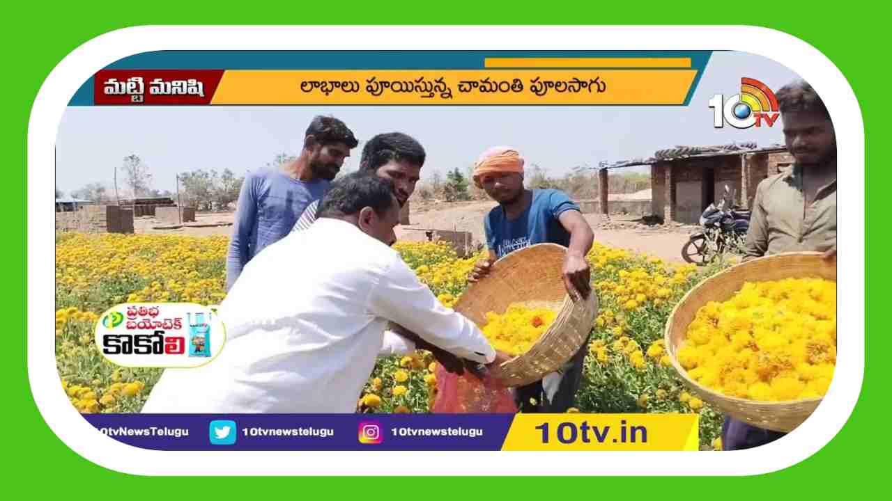 Chamanthi Cultivation : లాభాలు పూయిస్తున్న చామంతి పూల సాగు