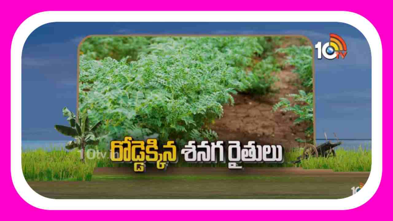 Chickpea Farmers : తెగుళ్లతో శనగ రైతు కుదేలు